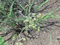 Thalictrum hernandezii