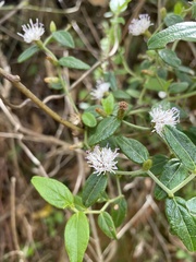 Lepidaploa borinquensis