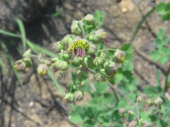 Thalictrum hernandezii