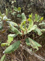 Miconia serrulata
