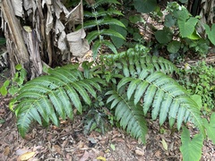 Cyathea horrida