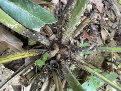 Cyathea horrida