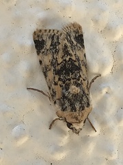 Sympistis singularis