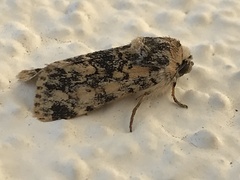 Sympistis singularis