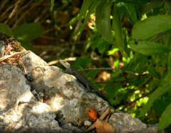 Dalmatolacerta oxycephala