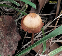 Conocybe
