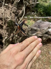 Solenoptera