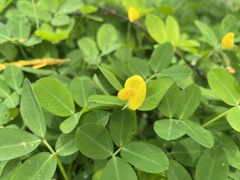Arachis repens