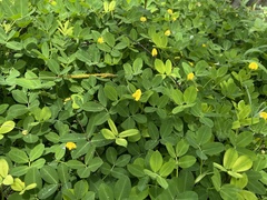 Arachis repens