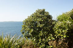 Brachyglottis rotundifolia