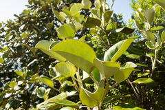 Brachyglottis rotundifolia