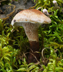 Phellodon violascens
