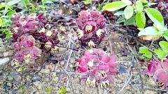 Bdallophytum americanum