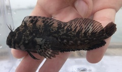 Hypsoblennius gilberti