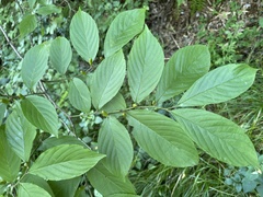 Rhamnella franguloides