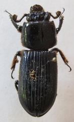 Passalus