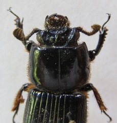 Passalus