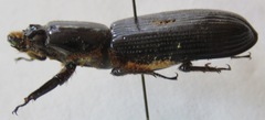 Passalus