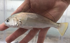 Genyonemus lineatus