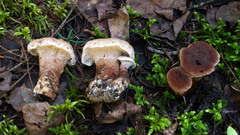 Phellodon violascens
