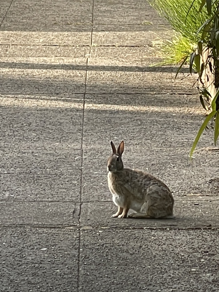 Eastern Cottontail from 15th Ave, Seattle, WA, US on June 4, 2021 at 07