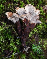 Phellodon violascens