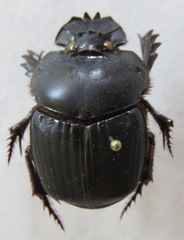 Coprophanaeus corythus
