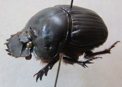Coprophanaeus corythus