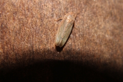 Ponana aenea