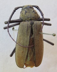 Strongylaspis bullata