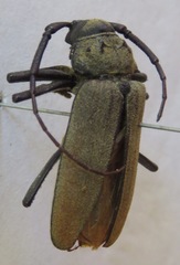 Strongylaspis bullata