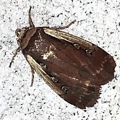 Ochropleura implecta