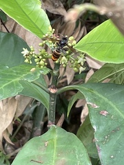 Vespa velutina