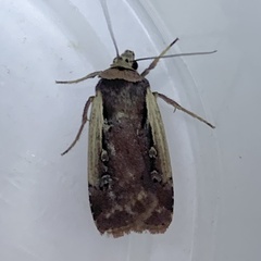 Ochropleura implecta