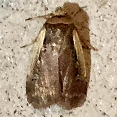 Ochropleura implecta