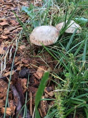 Psathyrella rugocephala
