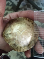 Psathyrella rugocephala