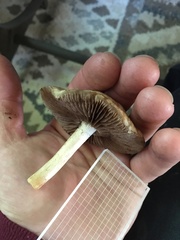Psathyrella rugocephala
