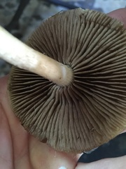 Psathyrella rugocephala