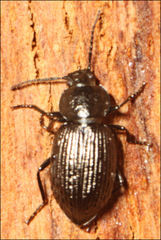 Adelium pustulosum