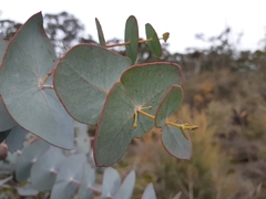 Eucalyptus perriniana