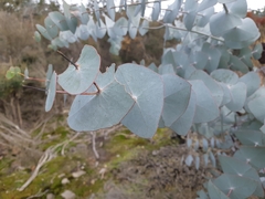 Eucalyptus perriniana
