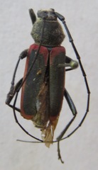 Metaleptus angulatus
