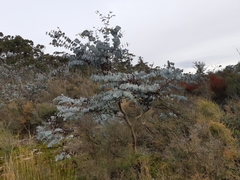 Eucalyptus perriniana