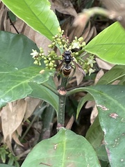 Vespa velutina