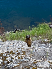 Marmota flaviventris