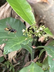 Vespa velutina