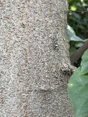 Chlorophorus macaumensis