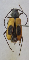 Metaleptus angulatus