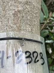 Chlorophorus macaumensis